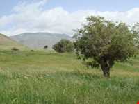 جنگل میرآباد