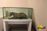 موزه جنوب شرق