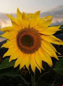 دشت آفتابگردان کالپوش