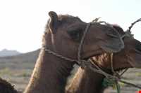 روستای دامن