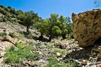 دریاچه ارژن