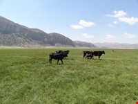 دریاچه ارژن