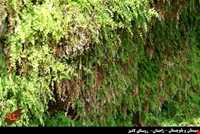 روستای لادیز