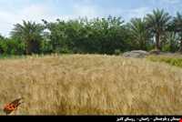 روستای لادیز