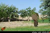 روستای لادیز