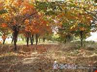 Hesar Village And waterfall