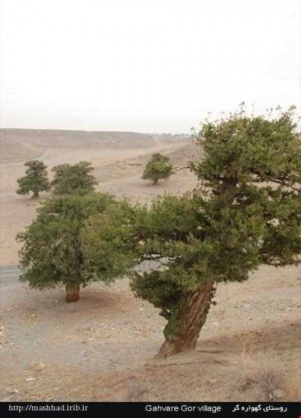 بلغورخانه و آرامگاه شیخ عبدالرحمن گهواره‌گر