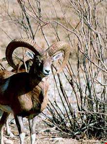 منطقه حفاظت شده هرمود ( هرمد)