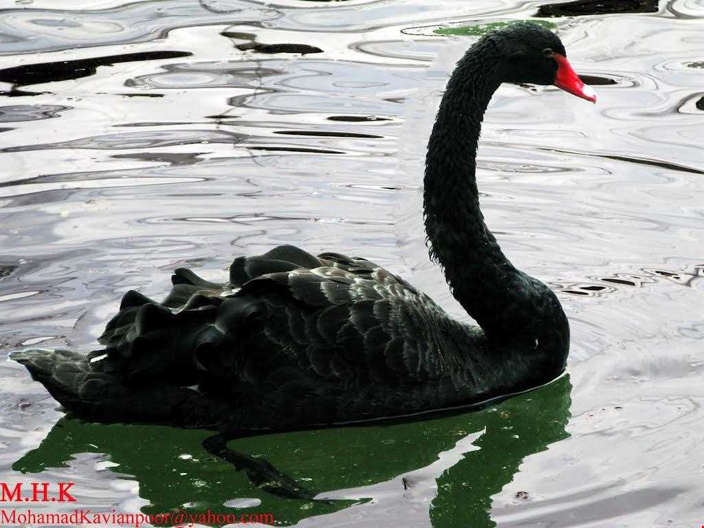 Black swan