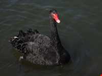 Black swan