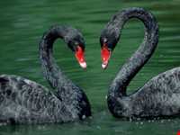 Black swan