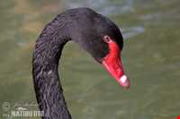 Black swan
