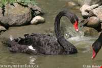 Black swan