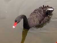 Black swan