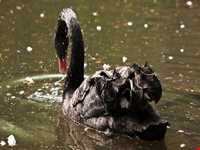 Black swan