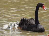 Black swan