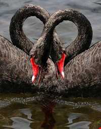 Black swan