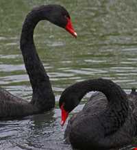 Black swan