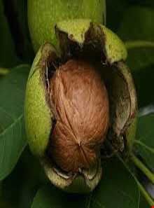 آغوزکا یا گردو بازی