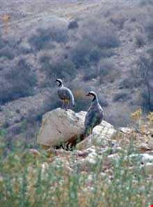 منطقه شکار ممنوع بصیران