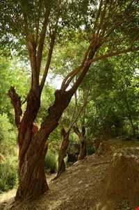 Basiran Protected Area