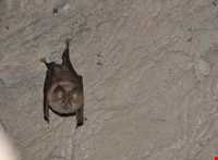 غار بله زار