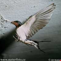 Swallow
