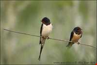 Swallow