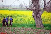 نوروزخوانی مازندرانی