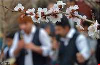 نوروزخوانی مازندرانی