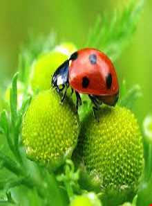 باج خاله یا تتوک