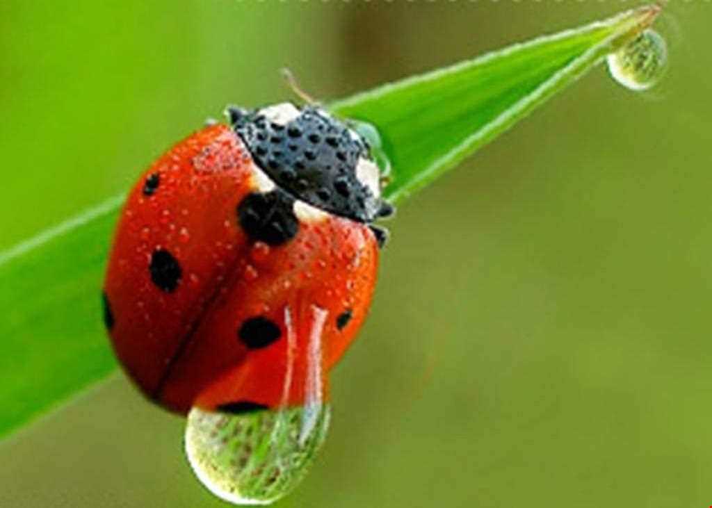 باج خاله یا تتوک