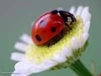 باج خاله یا تتوک