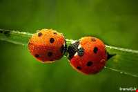 باج خاله یا تتوک