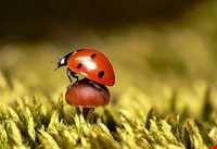 باج خاله یا تتوک