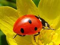 باج خاله یا تتوک