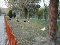 پارک ملت مشهد