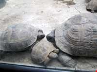 پارک وکیل آباد مشهد