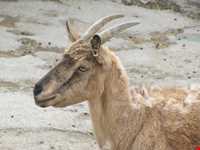 پارک وکیل آباد مشهد