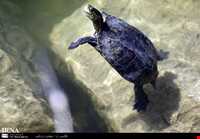 تالاب هشیلان