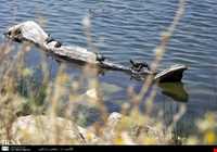 تالاب هشیلان