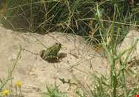 تالاب هشیلان