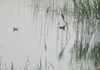 تالاب هشیلان