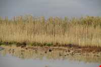 دریاچه هیرم