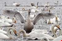 دریاچه هیرم