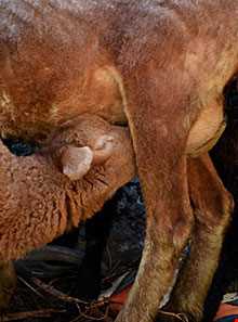 آیین سنتی شیردوشان