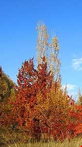 روستای نگارمن