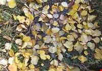 روستای نگارمن