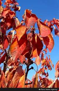 روستای نگارمن