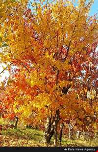 روستای نگارمن